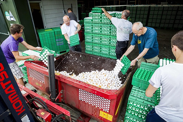 歐洲毒雞蛋事件已波及七國，中國未從歐盟進口雞蛋產品
